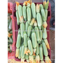 Semillas de calabaza SQ15 Yila resistentes al calor, semillas de calabaza, semillas de calabaza de forma larga